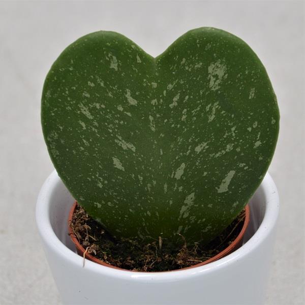 Hoya kerrii, marmoriert - 5,5cm