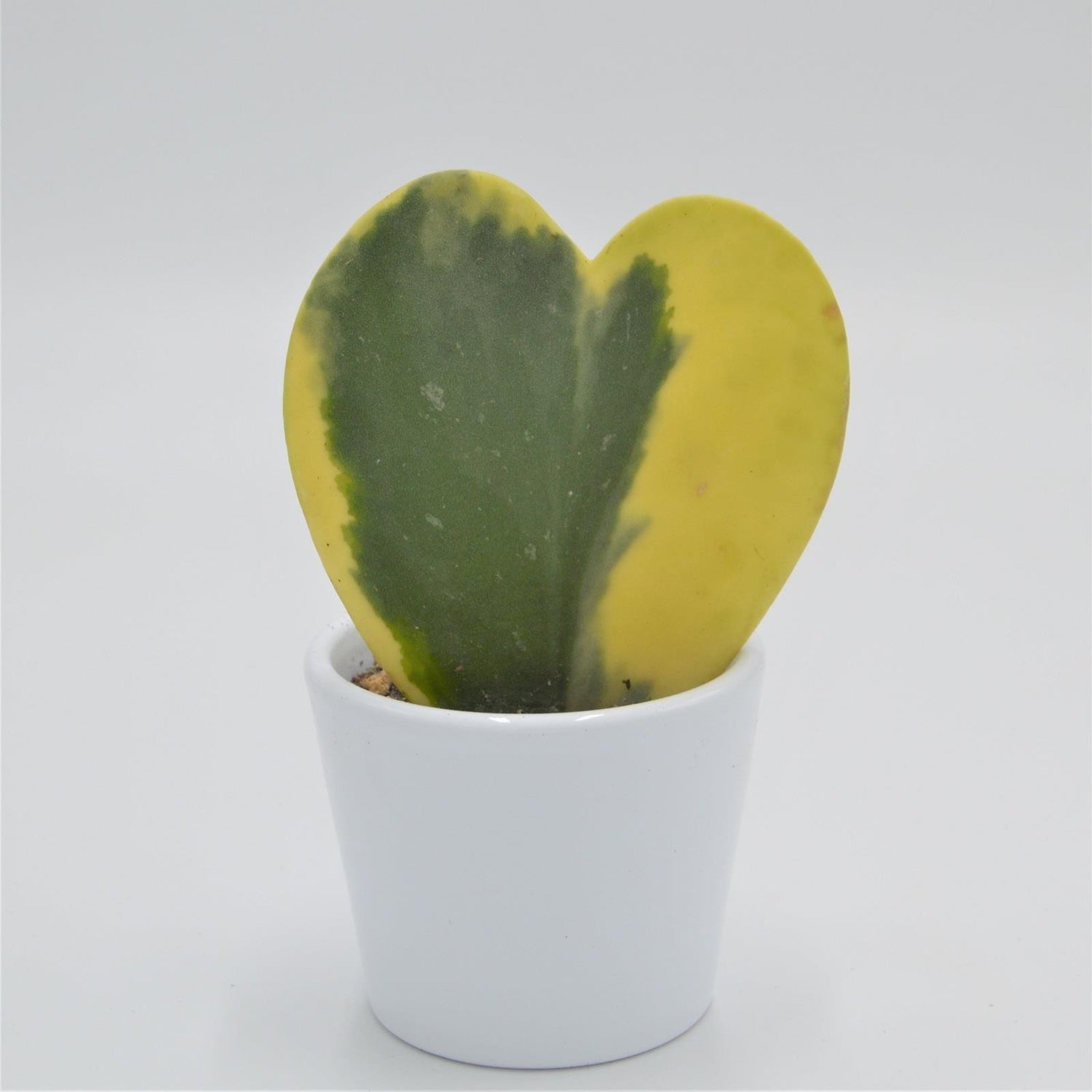 Hoya kerrii f. variegata - 6cm