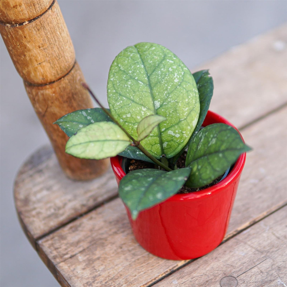 Hoya sp. Sabah - 6cm