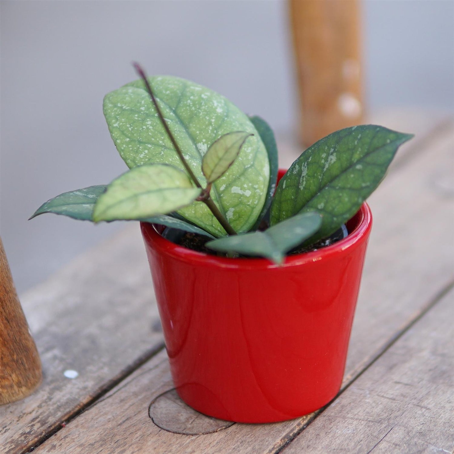 Hoya sp. Sabah - 6cm