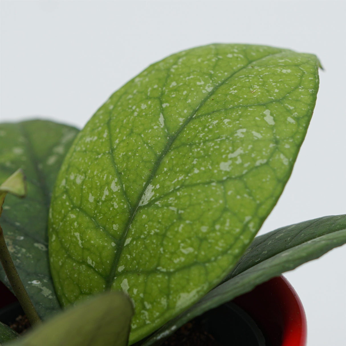 Hoya sp. Sabah - 6cm