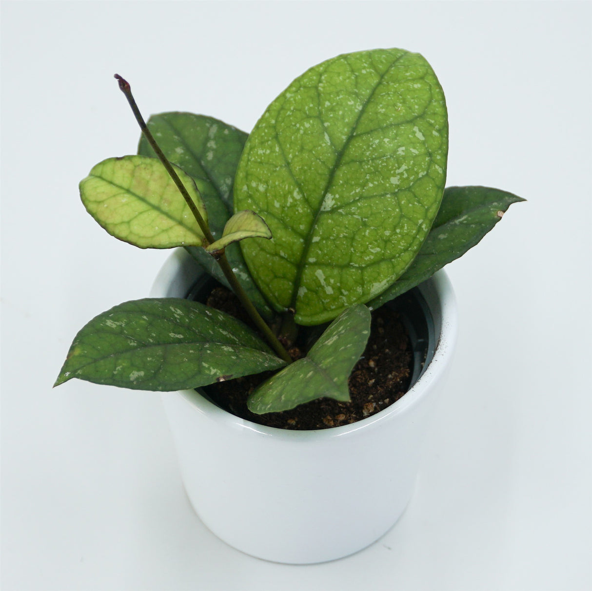 Hoya sp. Sabah - 6cm