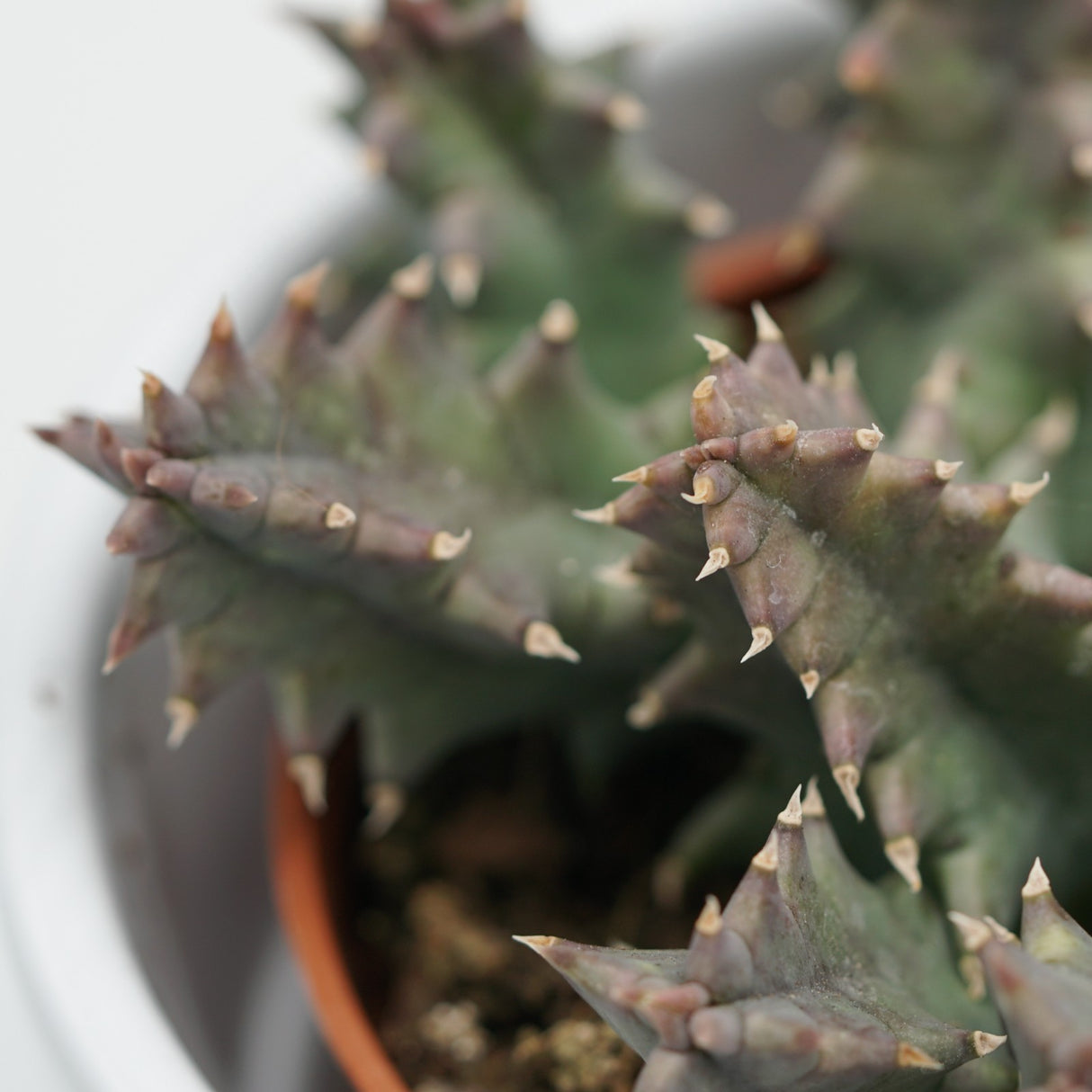Huernia confusa - 8cm