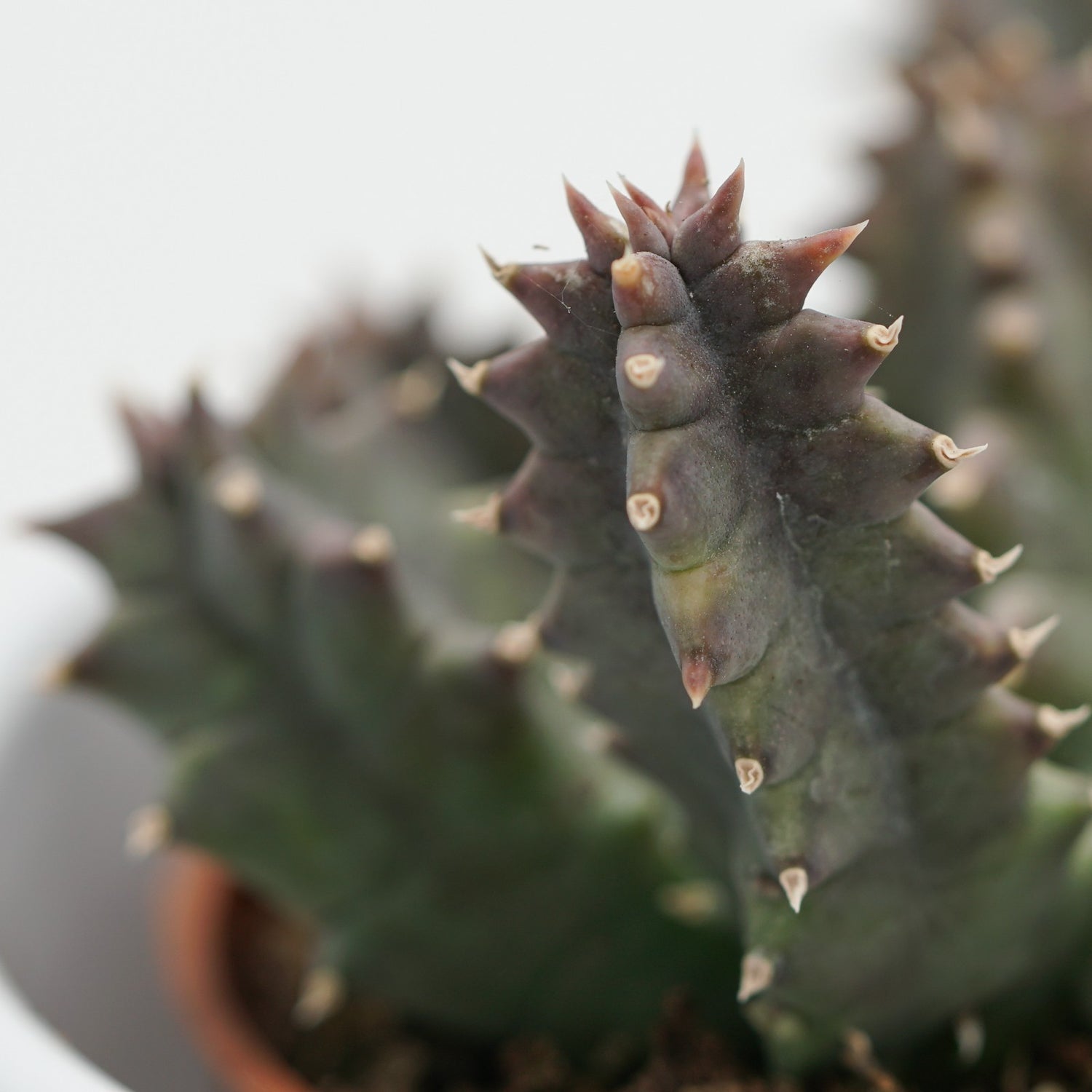 Huernia confusa - 8cm