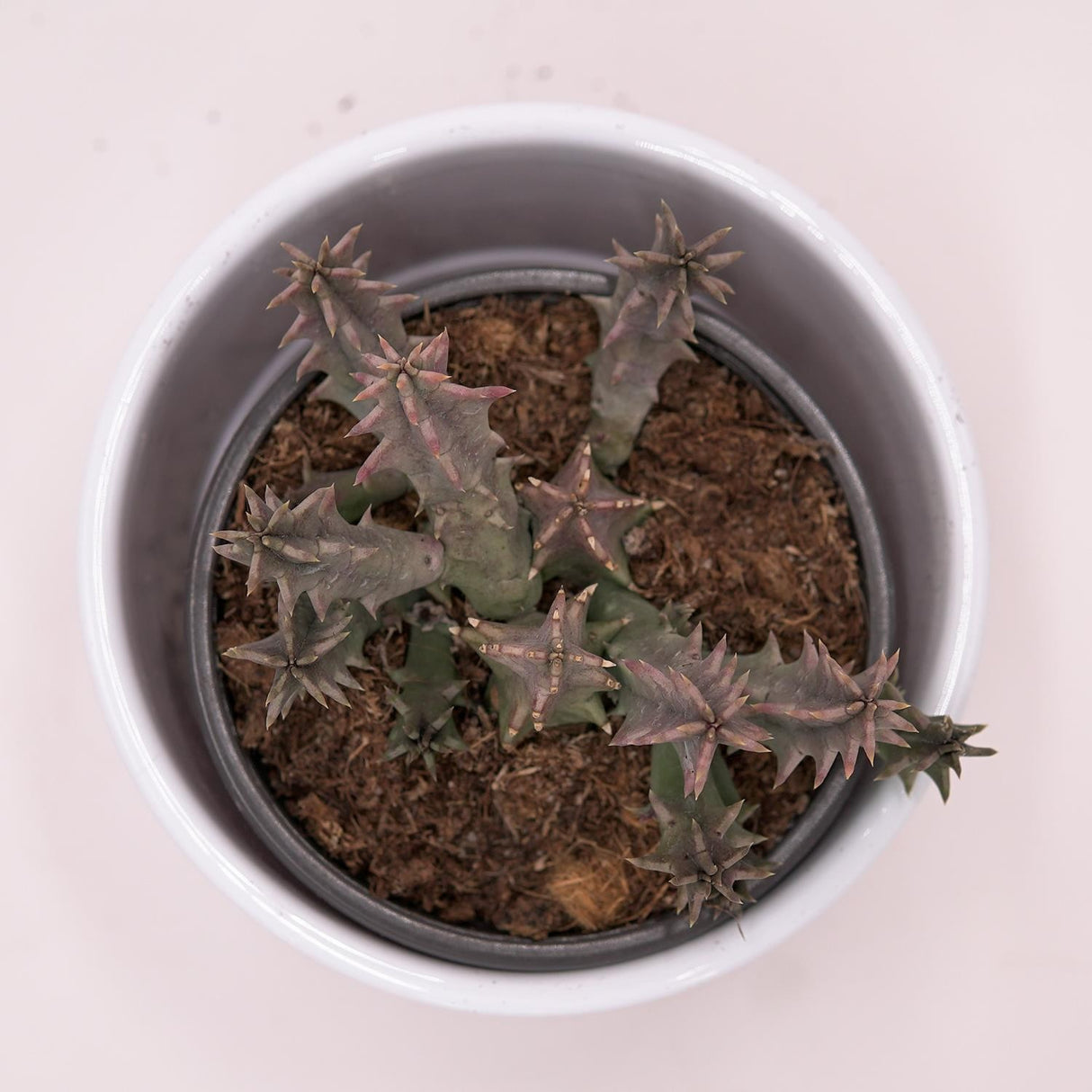 Huernia confusa - 8cm