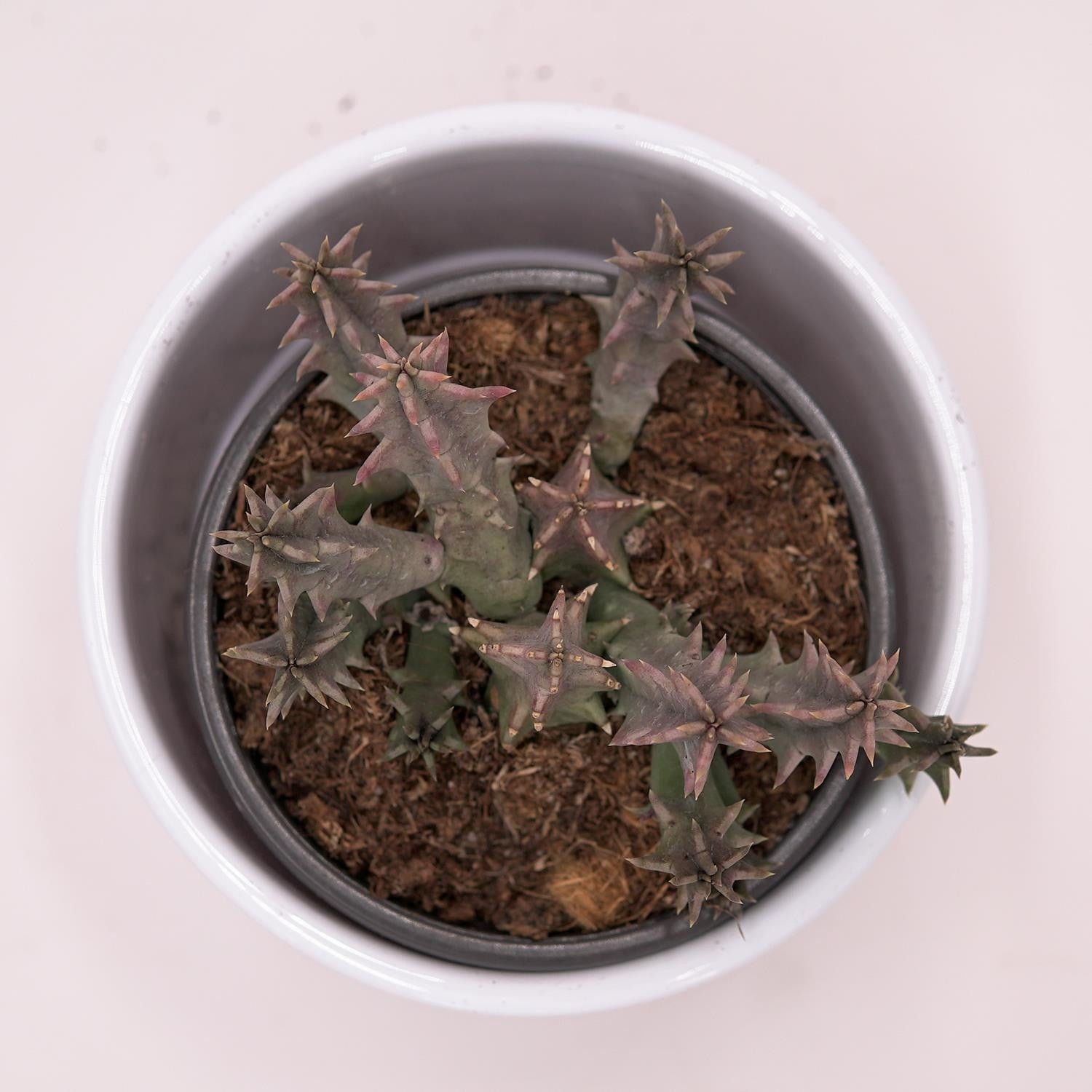 Huernia confusa - 8cm