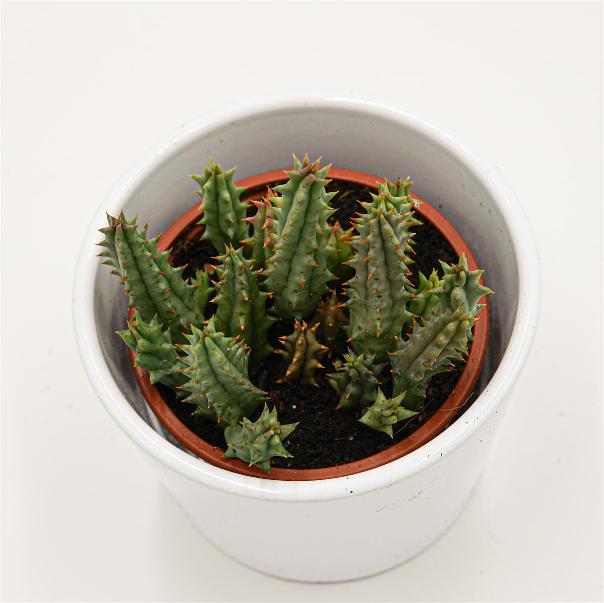 Huernia hystrix - 8cm