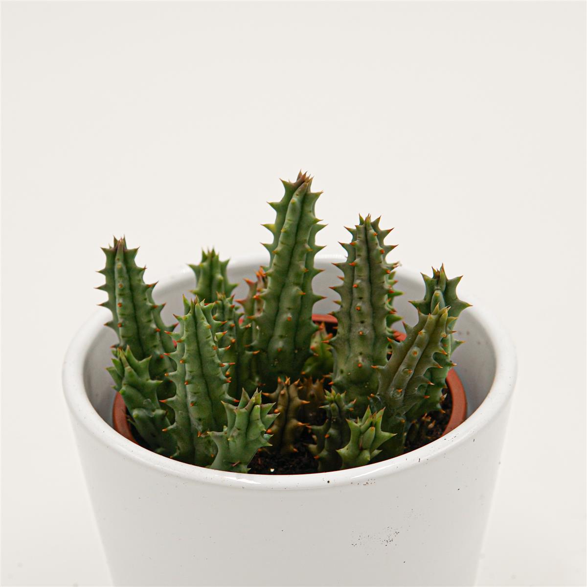 Huernia hystrix - 8cm