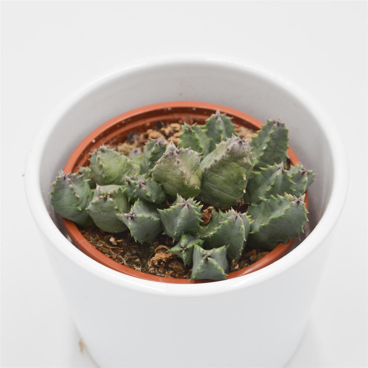 Huernia piersii - 8cm