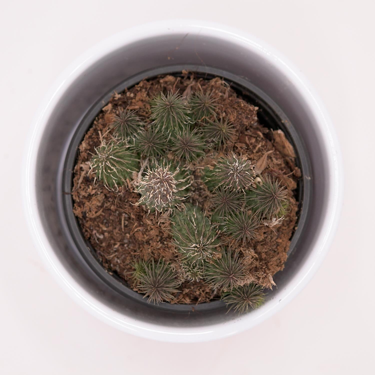 Huernia pillansii - 8cm