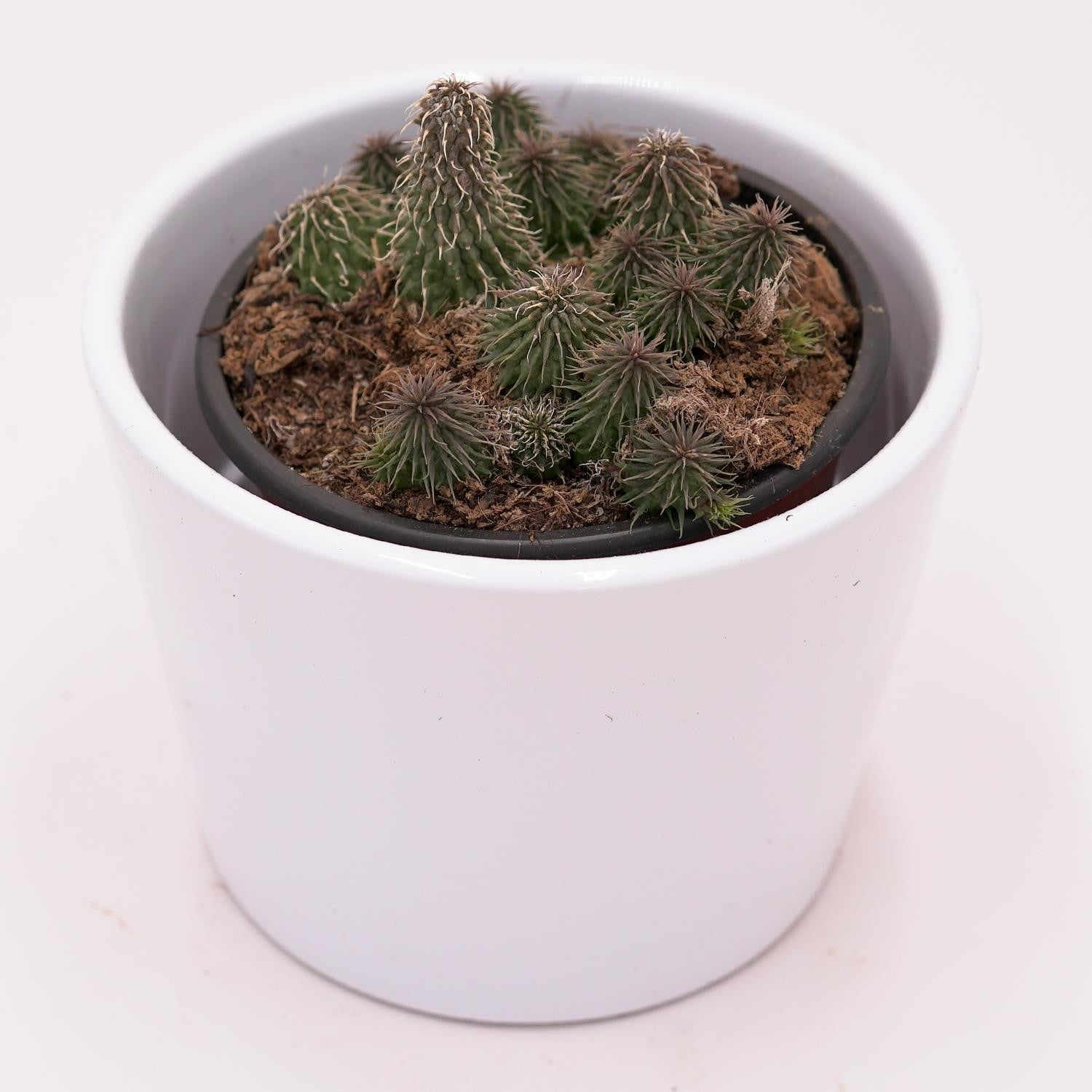 Huernia pillansii - 8cm