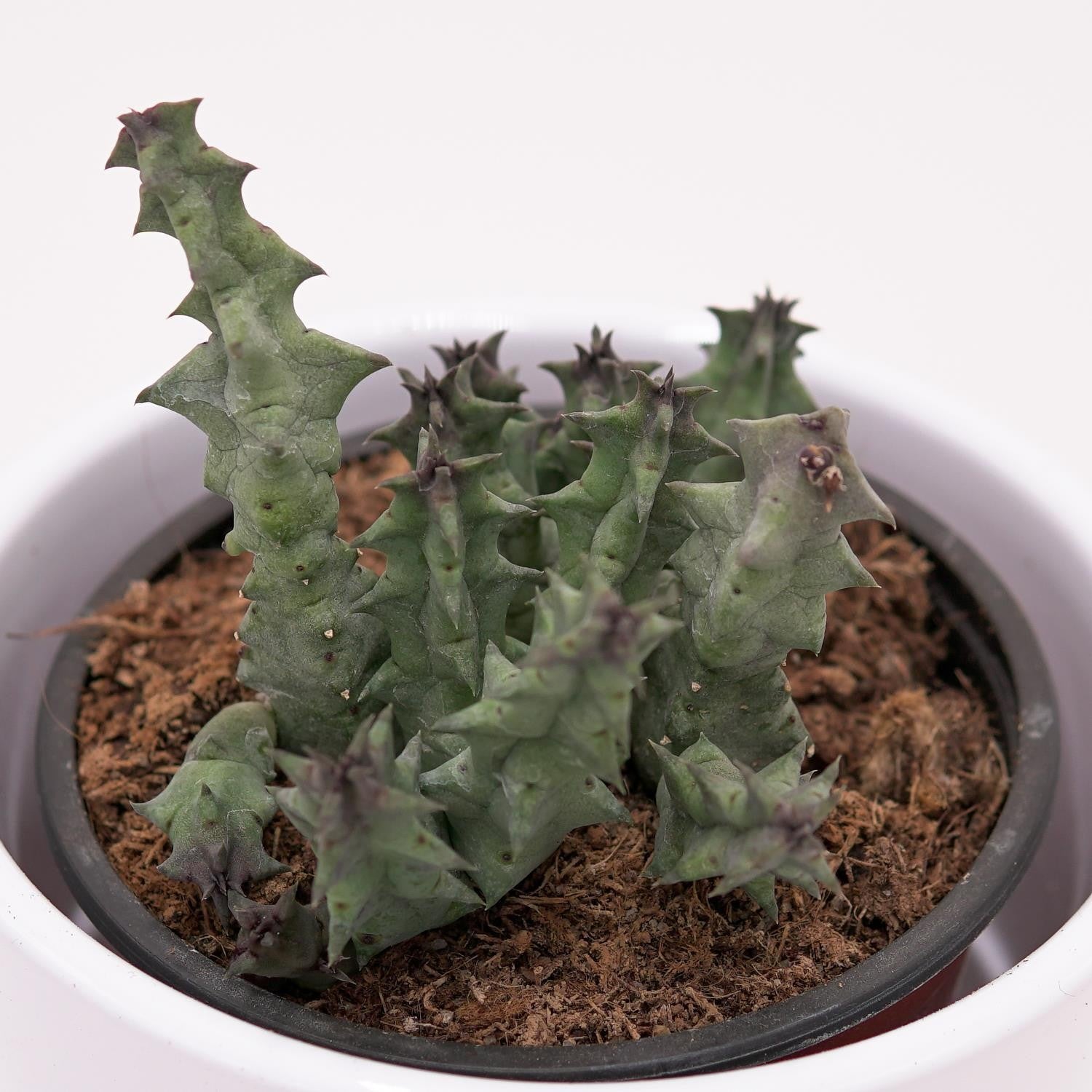 Huernia primulina - 8cm