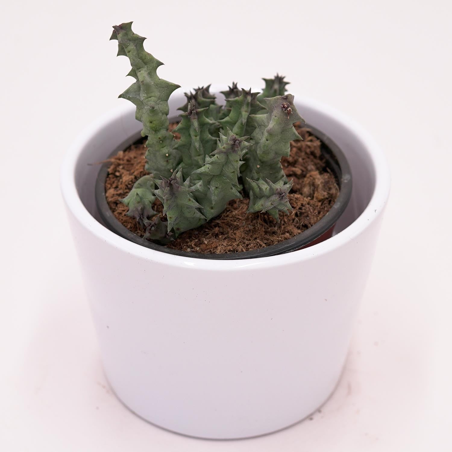 Huernia primulina - 8cm