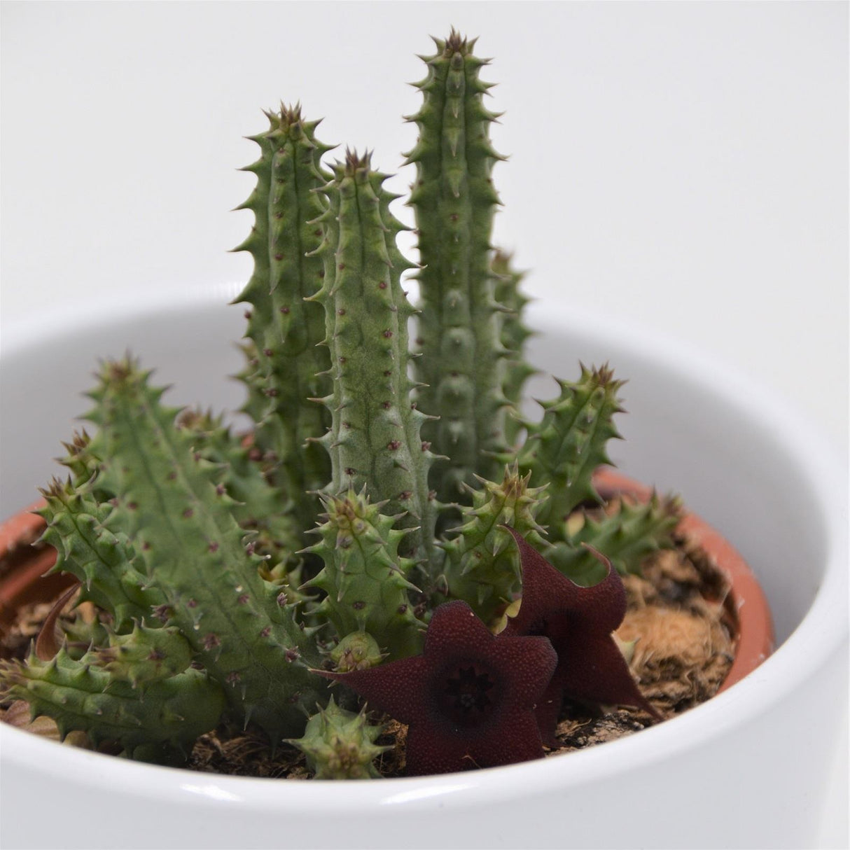 Huernia schneideriana Temple - 8cm