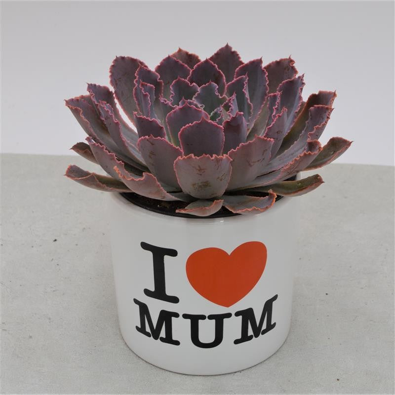 I love Mom - Übertopf