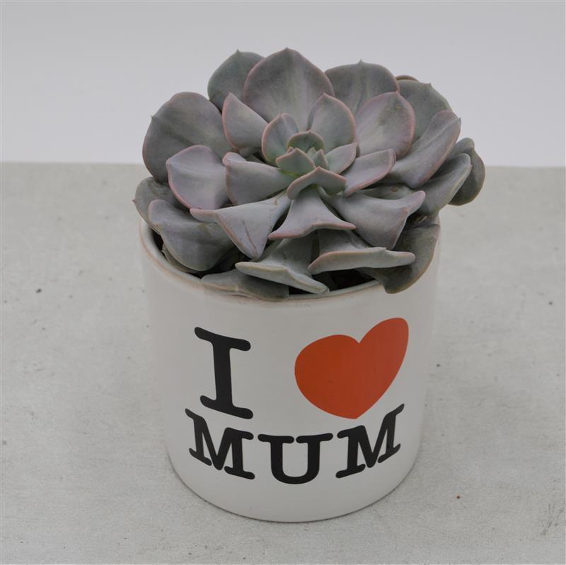 I love Mom - Übertopf