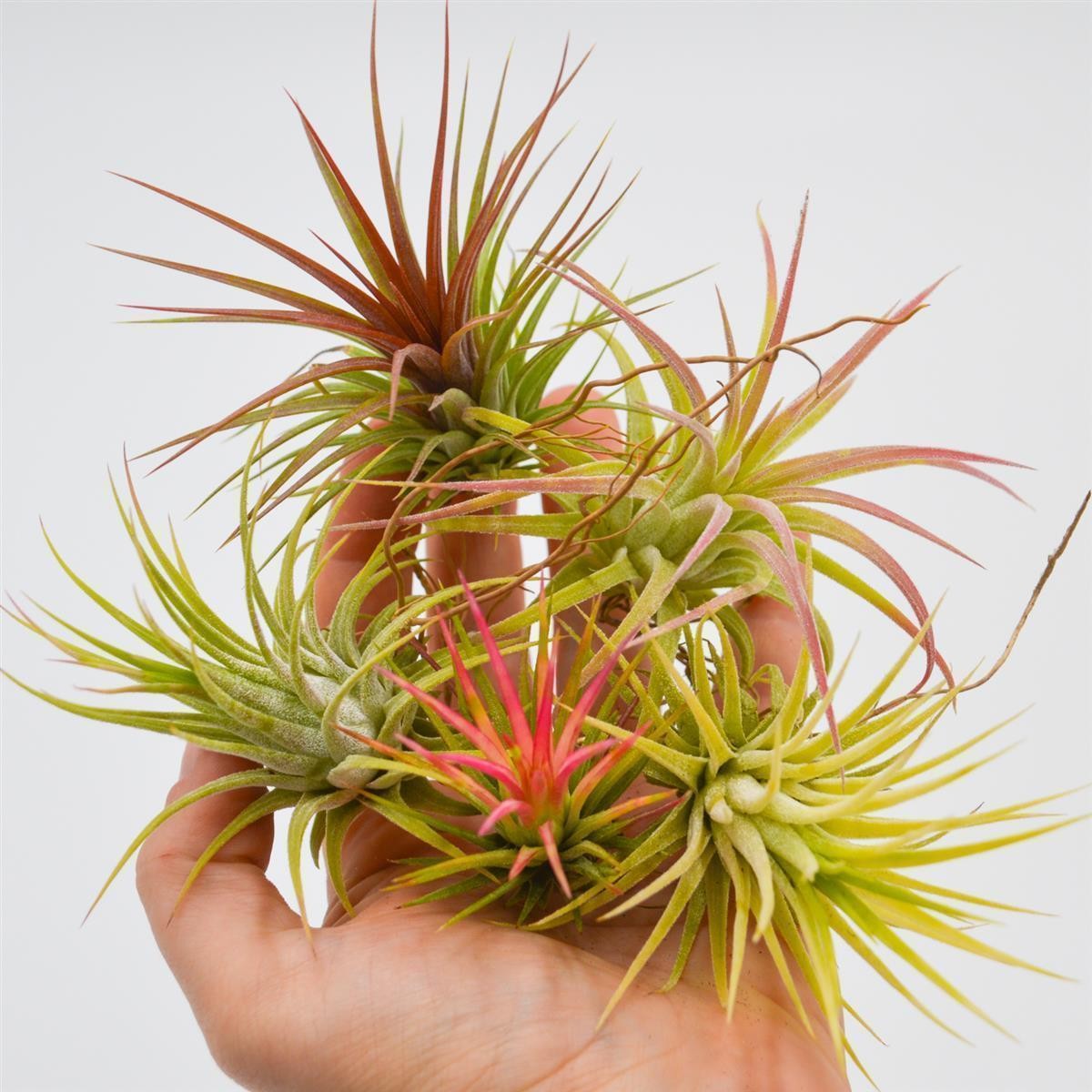 Ionantha Tillandsia, 5 Stück
