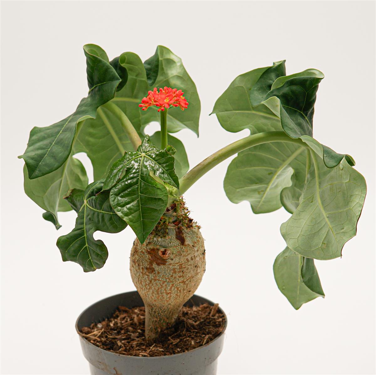 Jatropha podagrica - 14cm