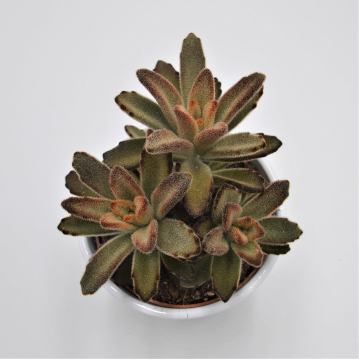 Kalanchoe Aida - 10,5cm