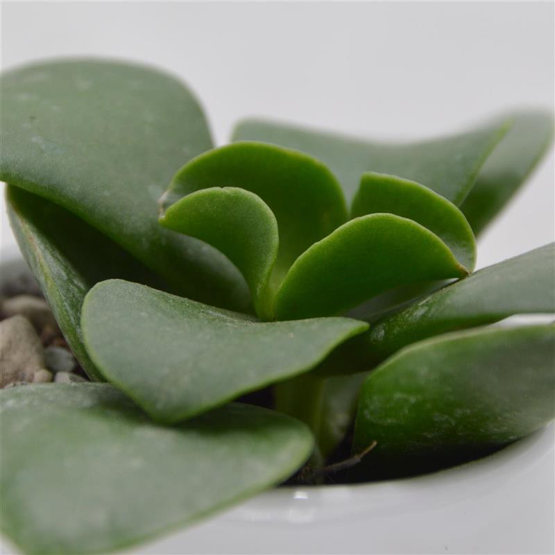 Kalanchoe beharensis Nuda - 6cm