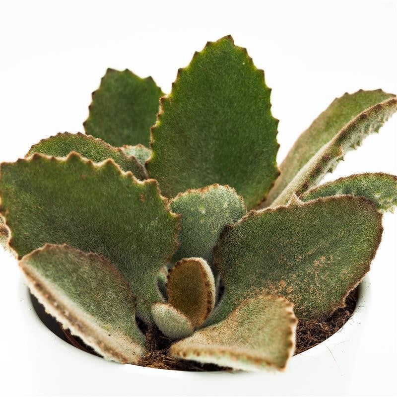 Kalanchoe beharensis Fang - 10,5cm
