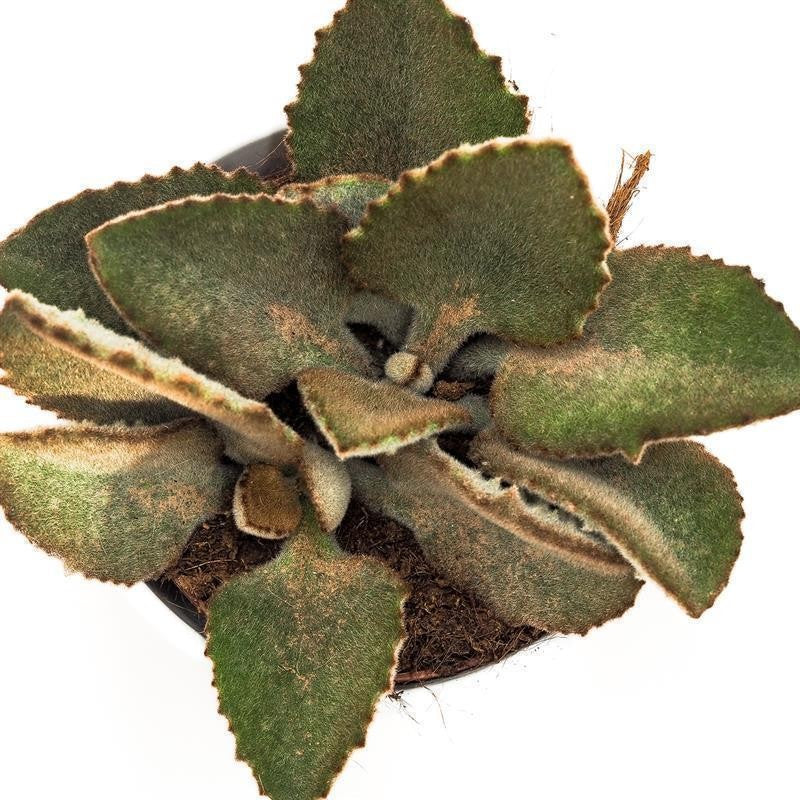 Kalanchoe beharensis Fang - 10,5cm