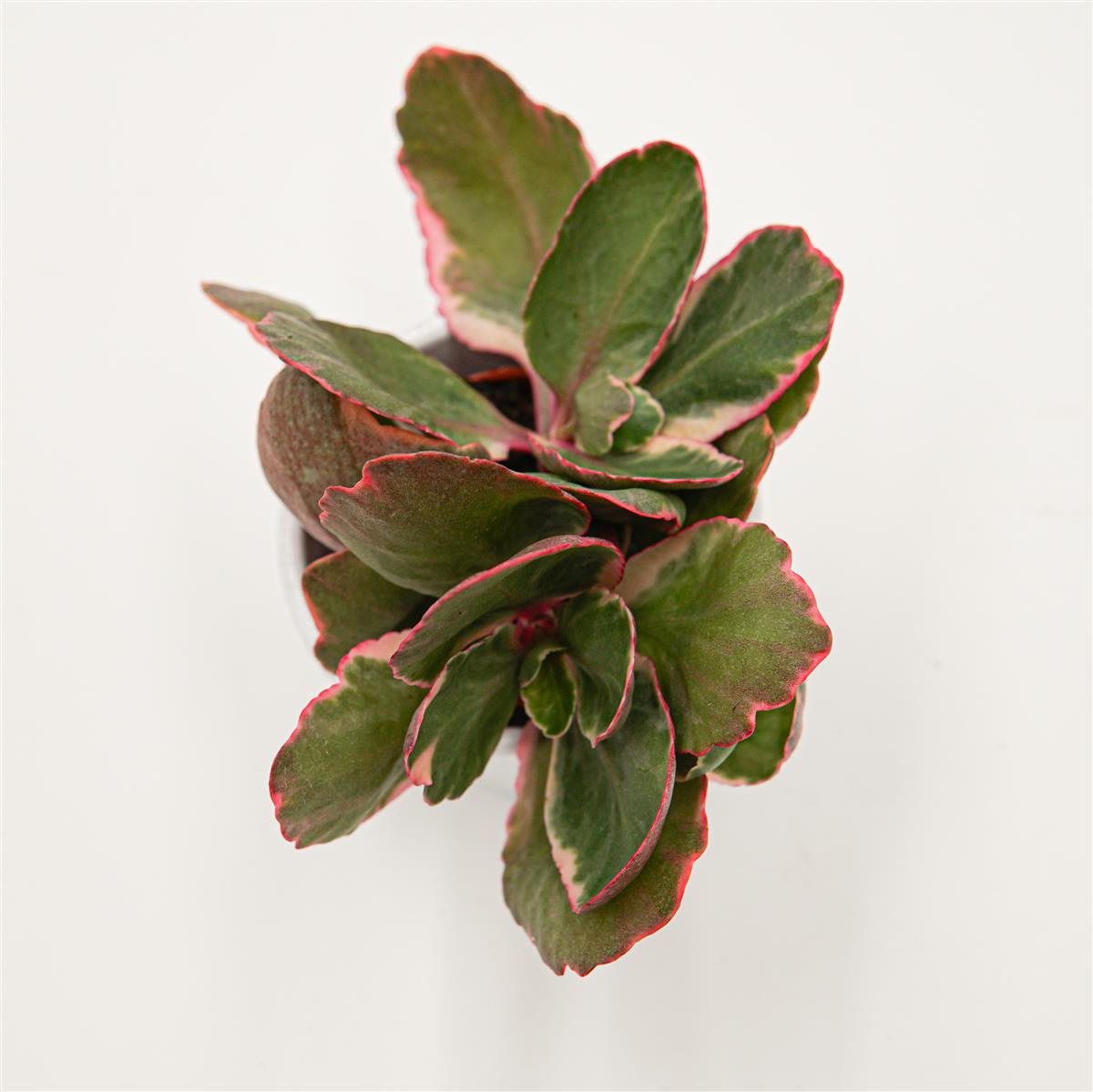 Kalanchoe blossfeldiana f. variegata - 5,5cm