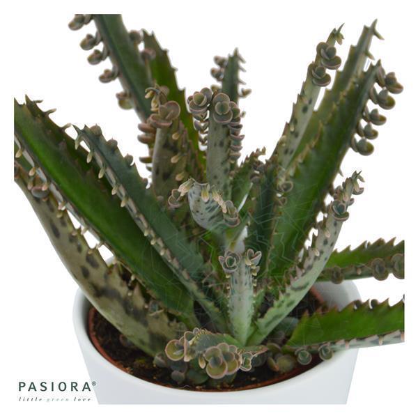 Kalanchoe daigremontiana - 6cm