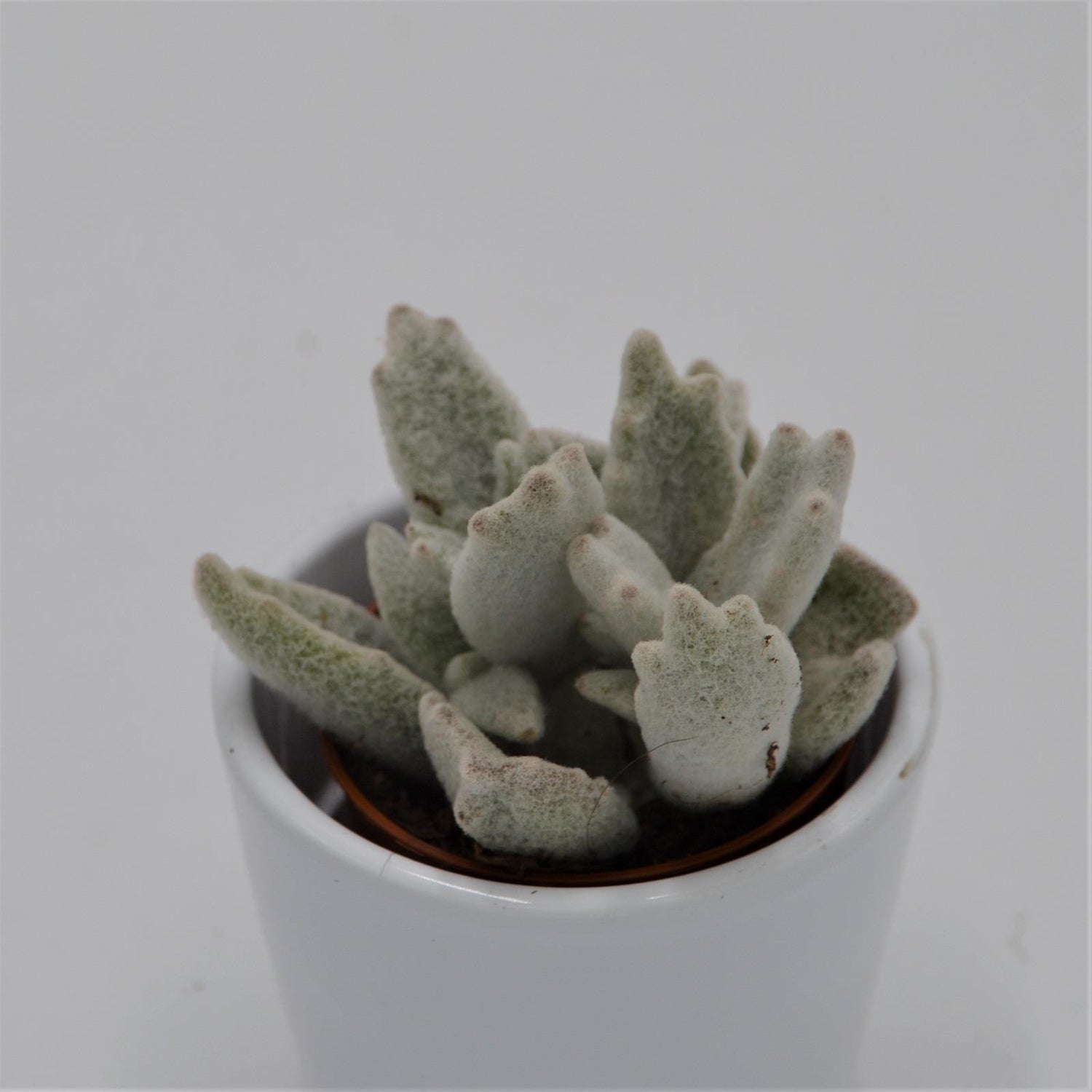 Kalanchoe eriophylla - 5,5cm