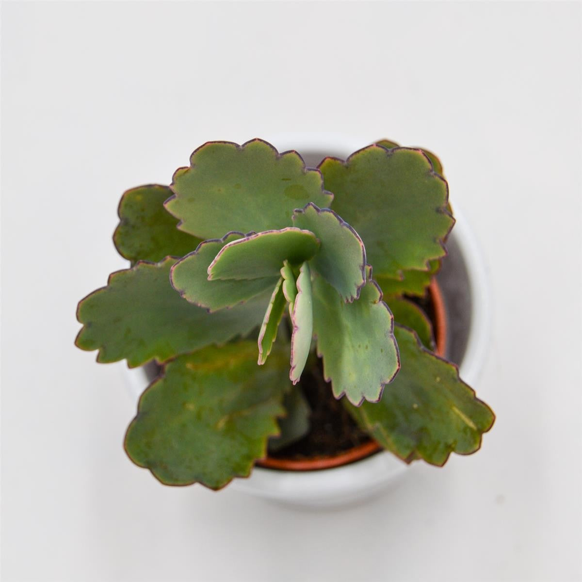 Kalanchoe fedtschenkoi - 5,5cm