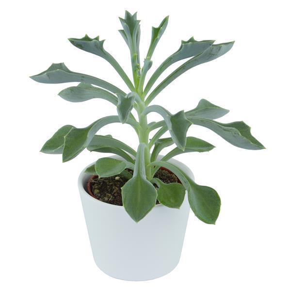 Senecio kleiniiformis - 6cm