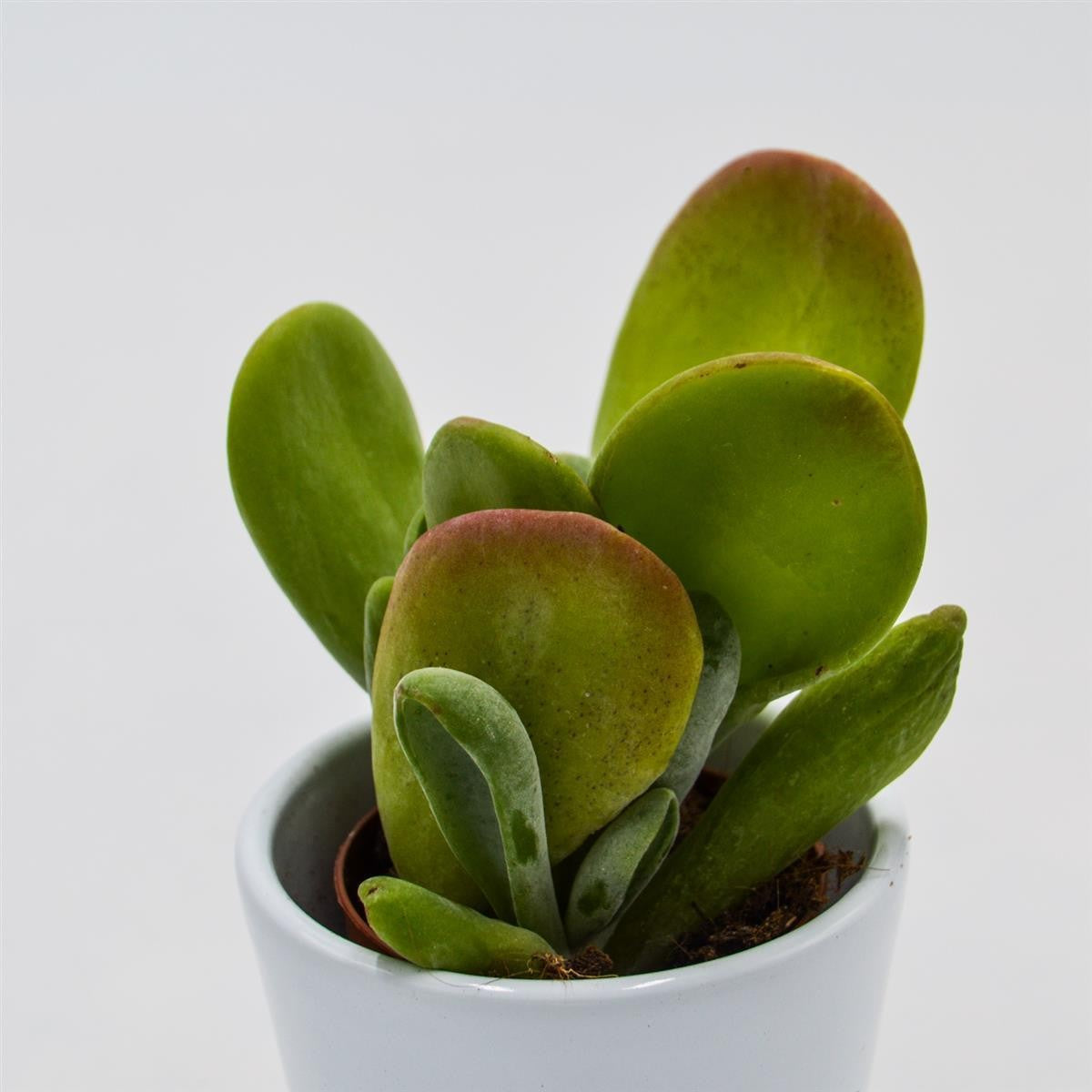 Kalanchoe Lady Finger - 5,5cm