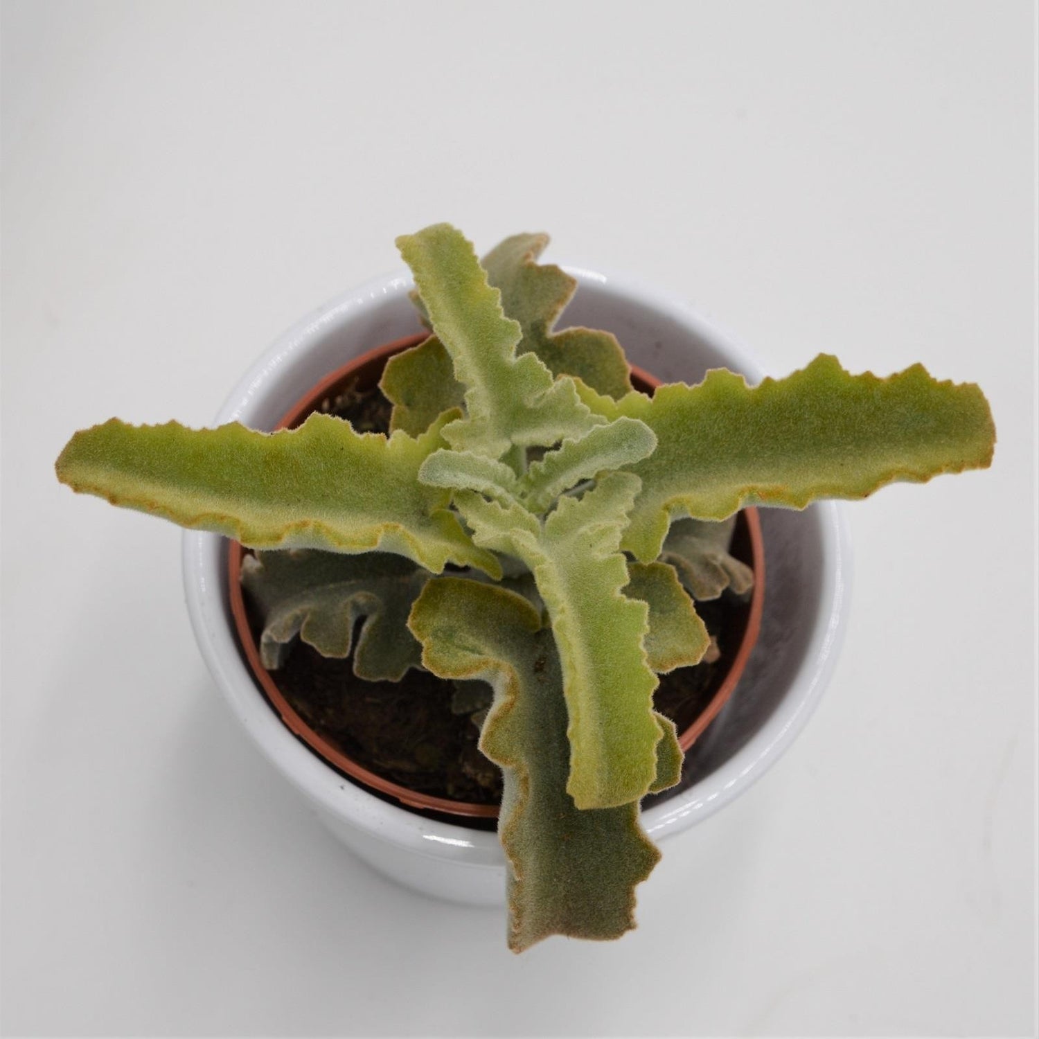 Kalanchoe beharensis Roseleaf - 8,5cm