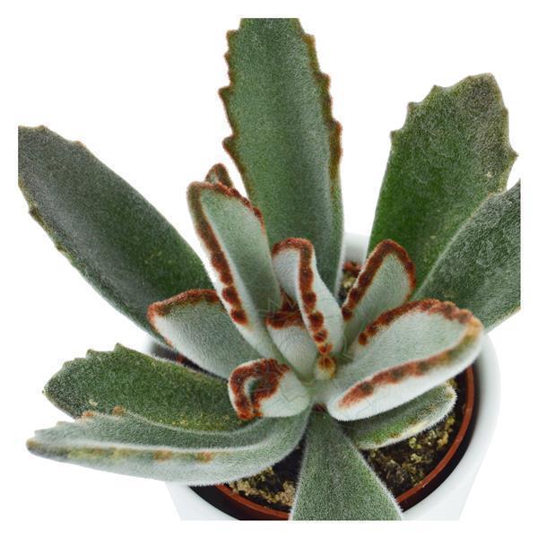 Konnichiwa Kalanchoe, 3 Stück