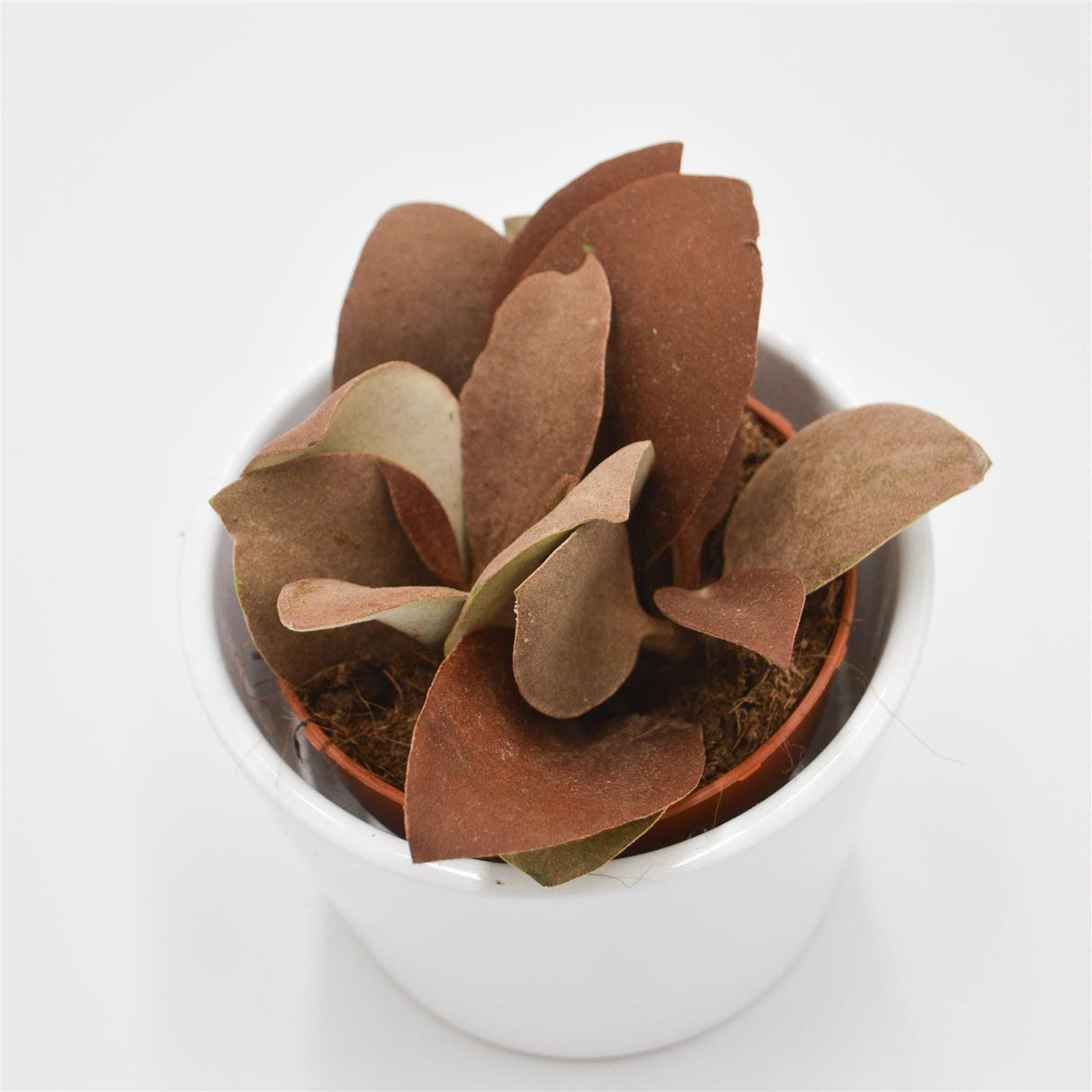 Kalanchoe orgyalis - 8,5cm