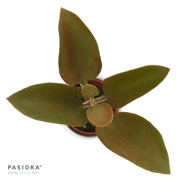 Kalanchoe orgyalis - 6cm