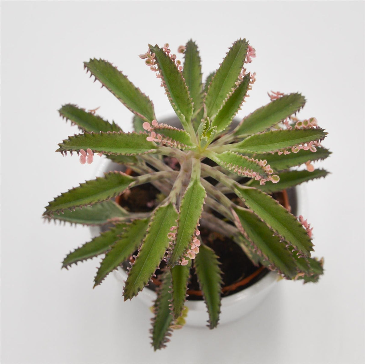 Kalanchoe Pink Butterfly - 8,5cm