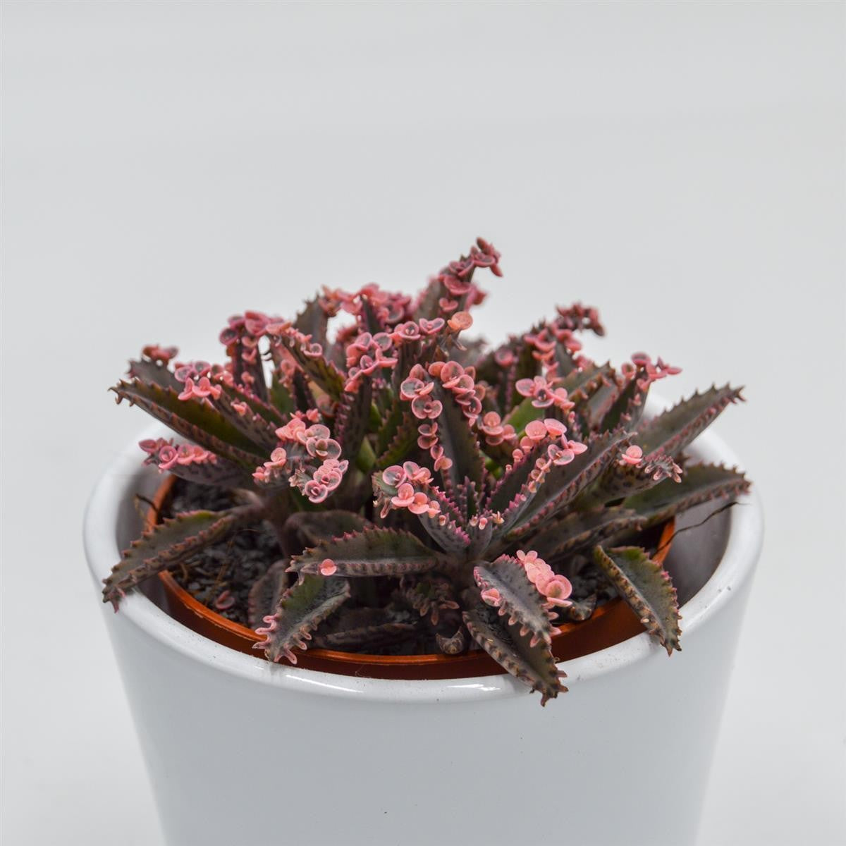 Kalanchoe Pink Butterfly - 8,5cm
