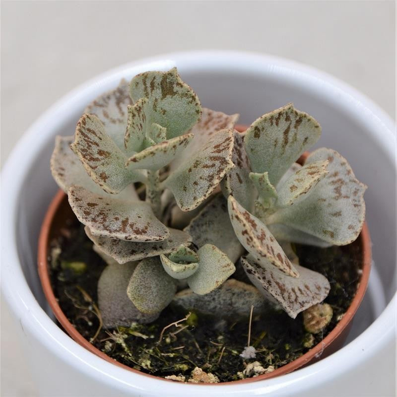 Kalanchoe rhombopilosa - 5,5cm