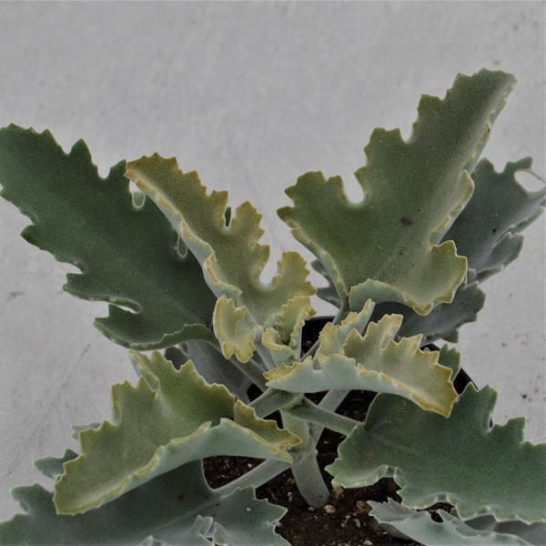 Kalanchoe beharensis Roseleaf - 12cm