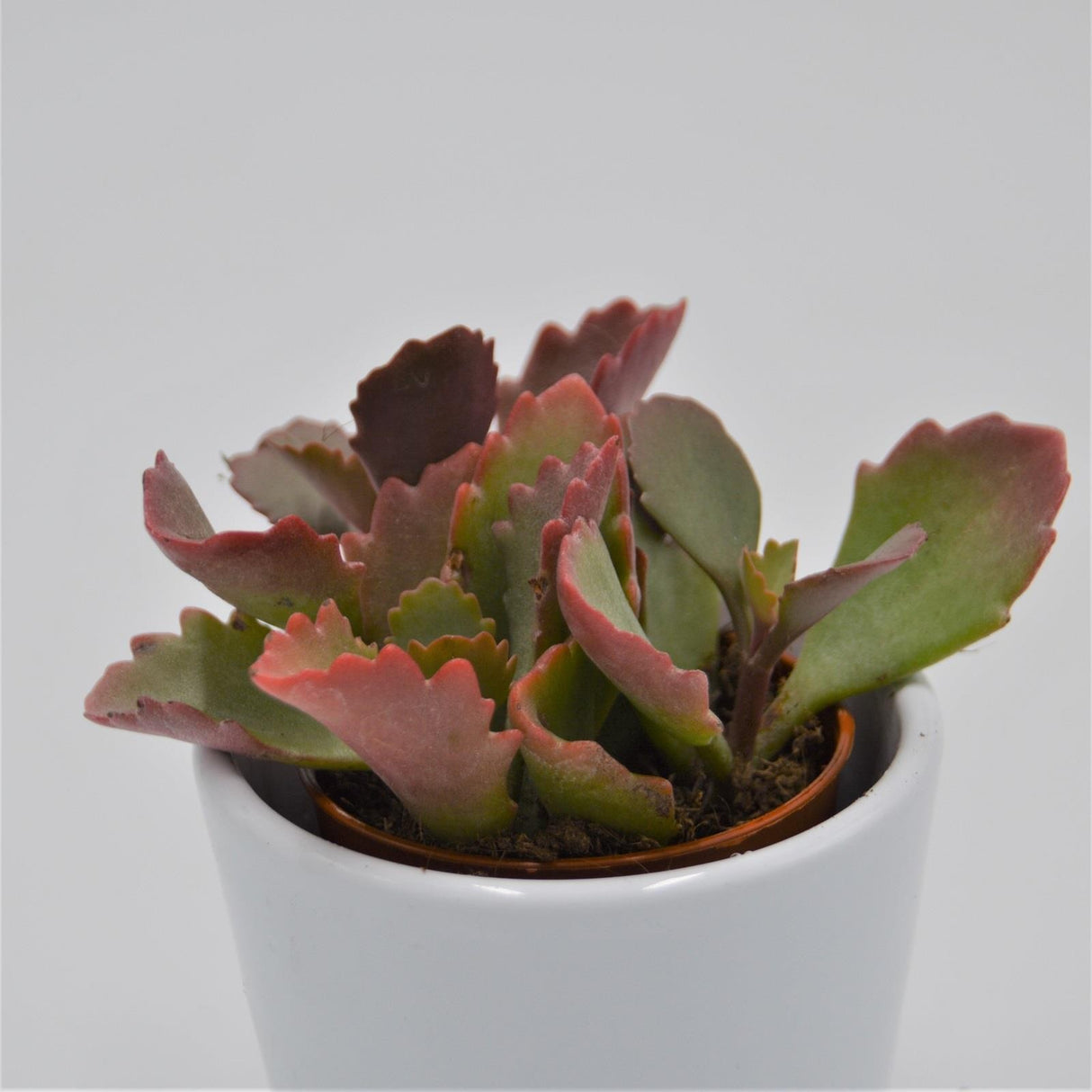 Kalanchoe rubinea - 8,5cm