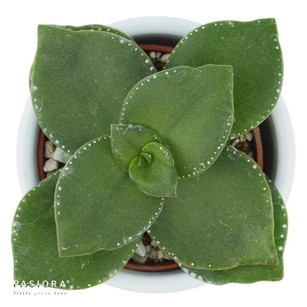 Crassula lactea - 6cm