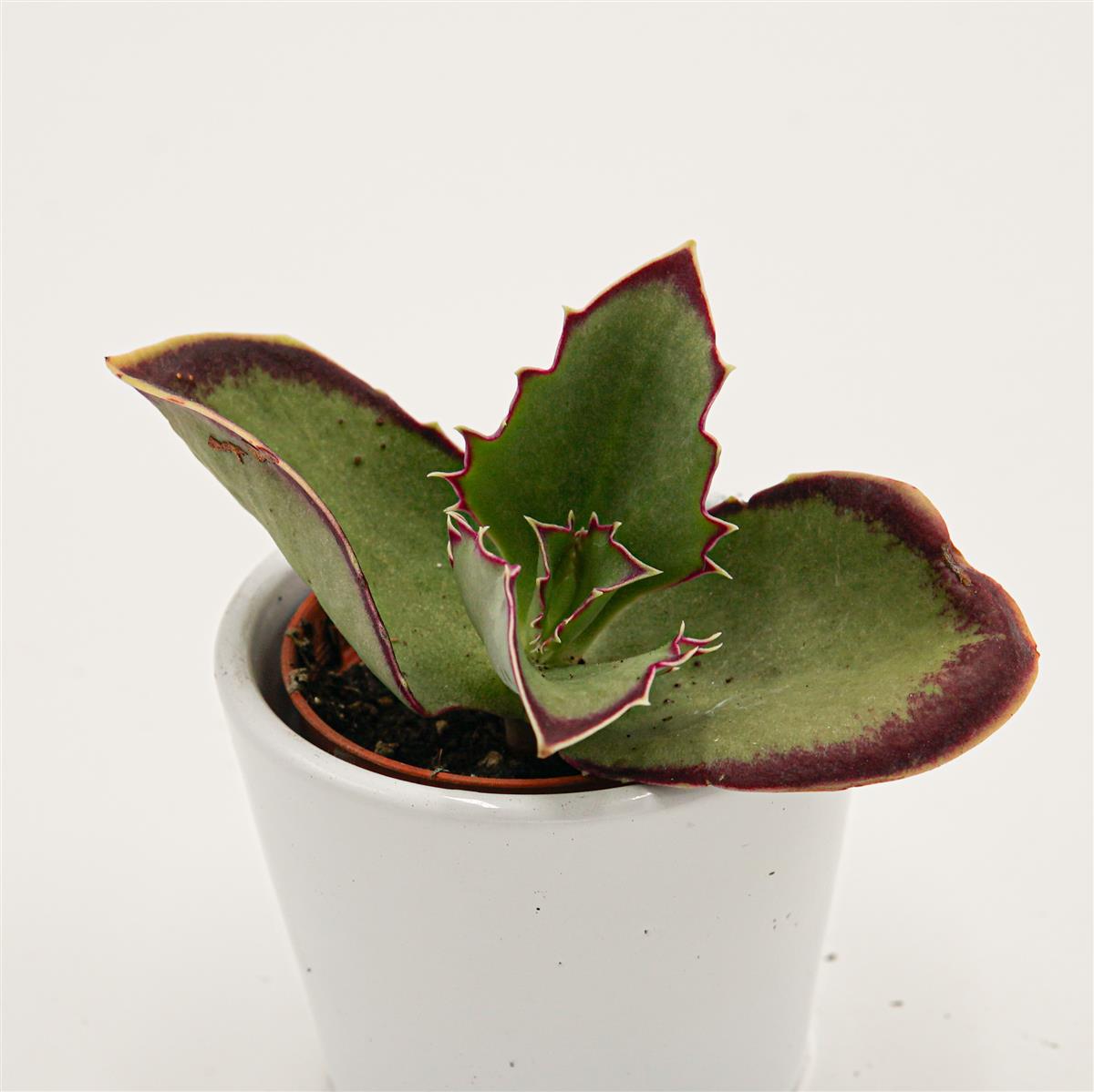 Kalanchoe synsepala - 5,5cm