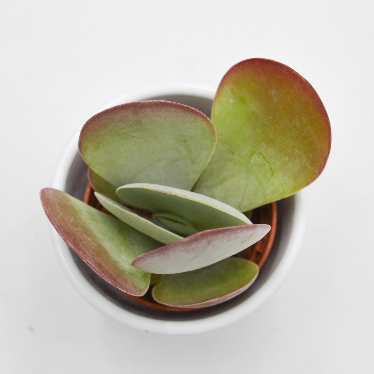Kalanchoe thyrsiflora - 6cm