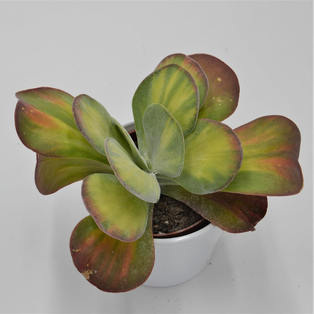 Kalanchoe thyrsiflora Rainbow - 10,5cm