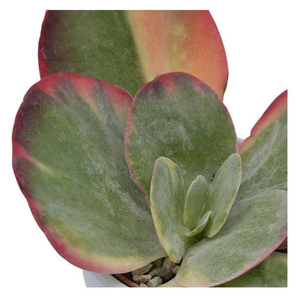 Kalanchoe thyrsiflora Rainbow - 6cm