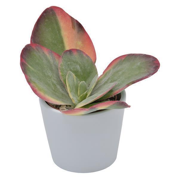 Kalanchoe thyrsiflora Rainbow - 6cm