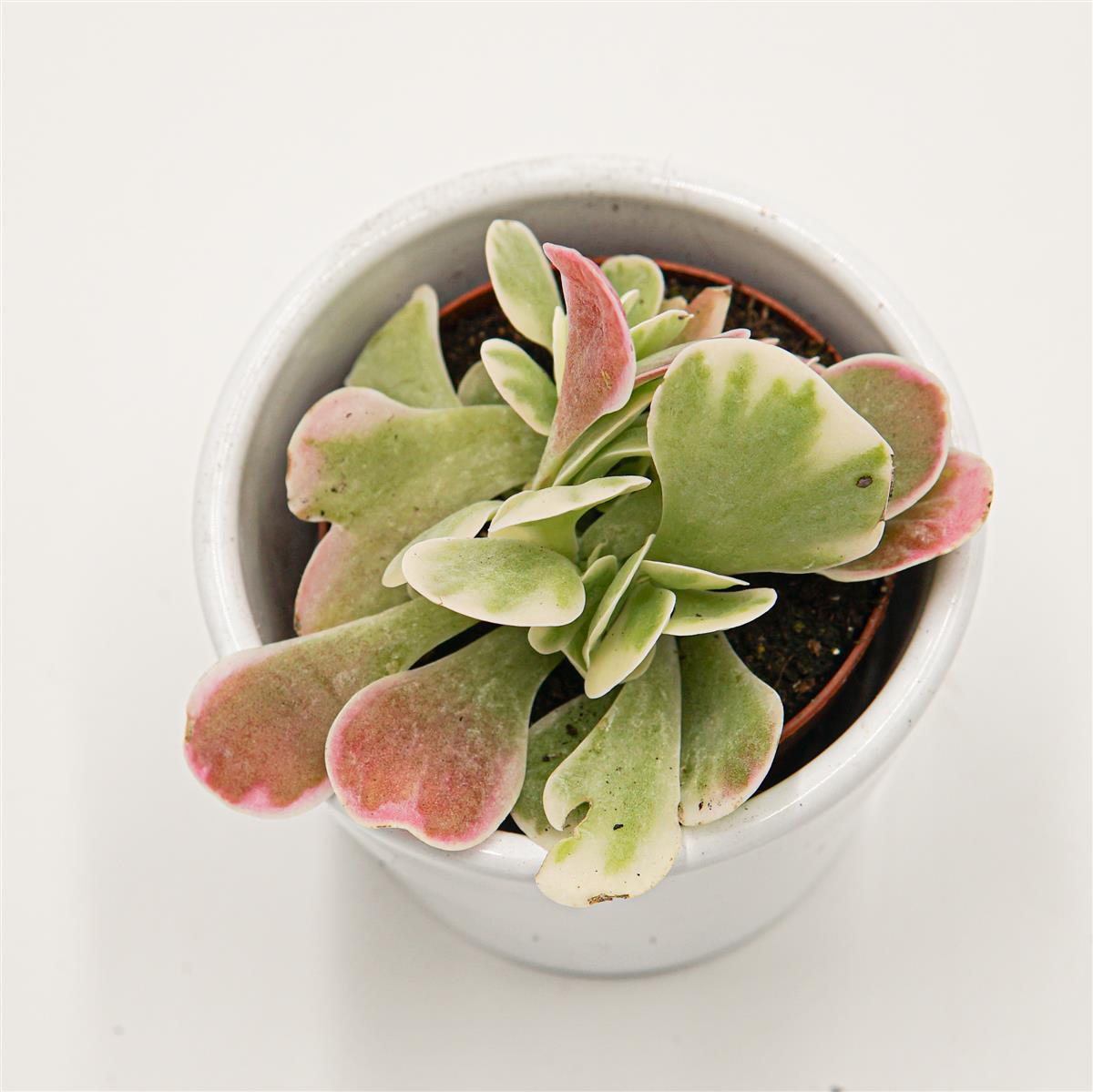 Kalanchoe thyrsiflora Rainbow - 6cm