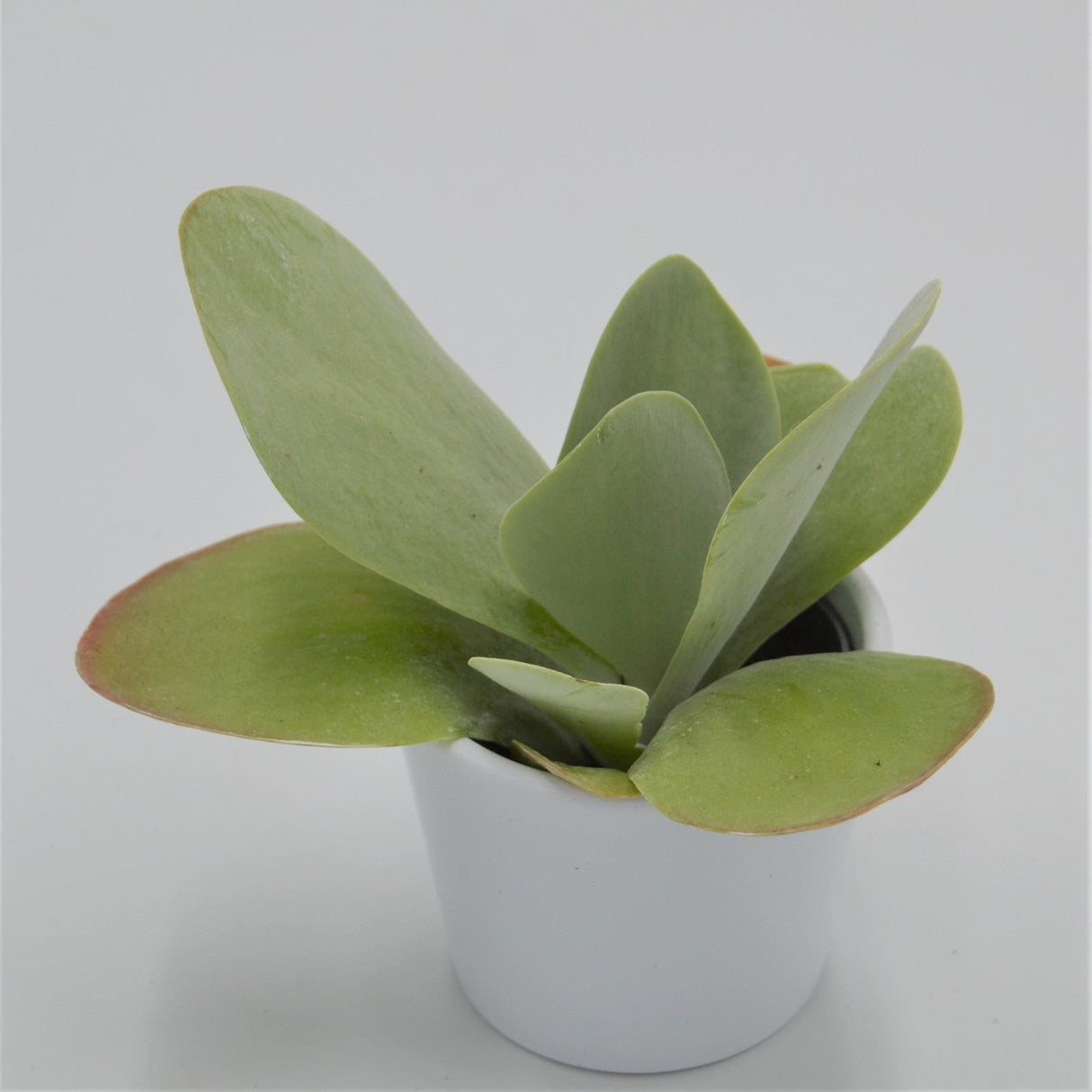 Kalanchoe thyrsiflora - 6cm