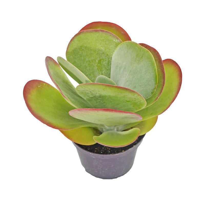 Kalanchoe thyrsiflora - 12cm